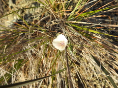 Calochortus umbellatus
