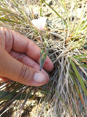 Calochortus umbellatus