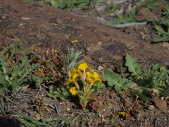Erythranthe carsonensis