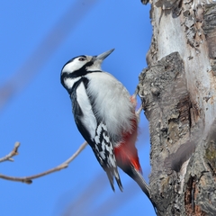 Dendrocopos major kamtschaticus