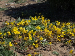 Erythranthe carsonensis