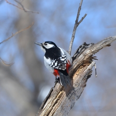 Dendrocopos major kamtschaticus