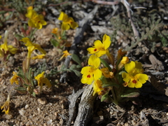 Erythranthe carsonensis