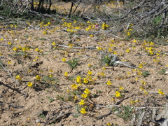 Erythranthe carsonensis