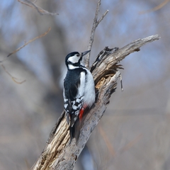 Dendrocopos major kamtschaticus
