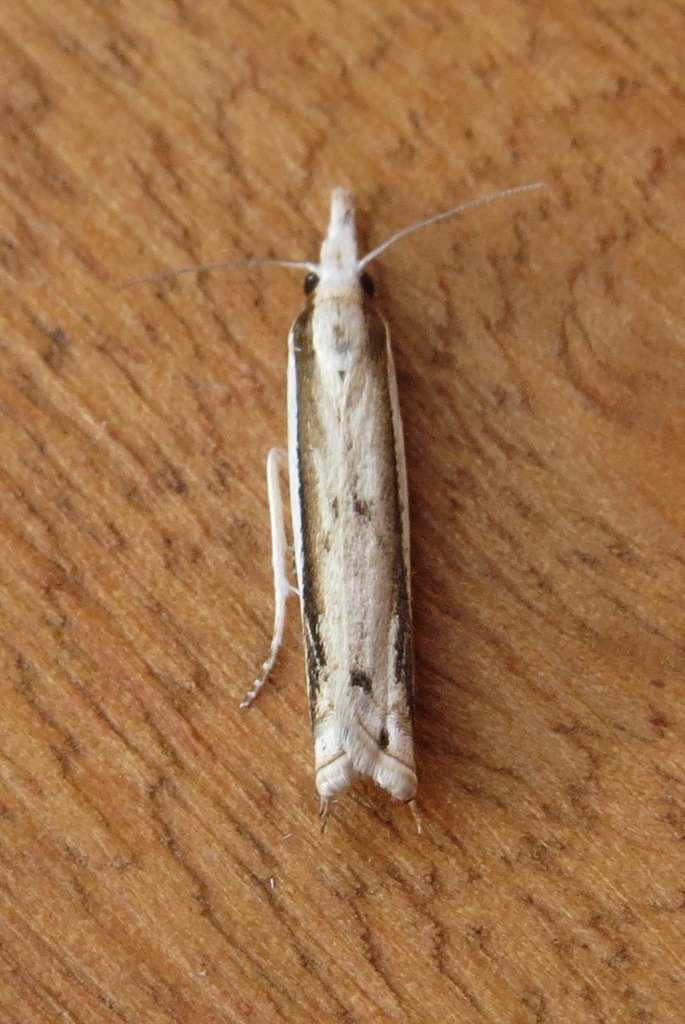 Crambus diarhabdellus