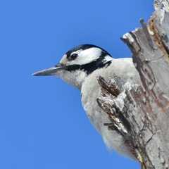Dendrocopos major kamtschaticus