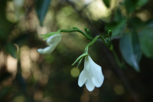 Rhinacanthus gracilis image