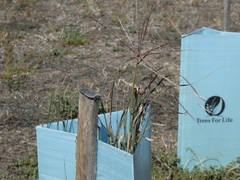 Enteropogon acicularis