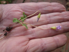 Oxalis commutata commutata