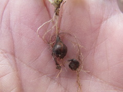 Oxalis commutata commutata