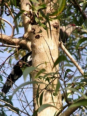 Phaenicophaeus tristis