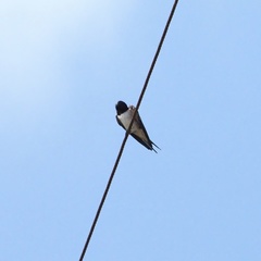 Hirundo rustica
