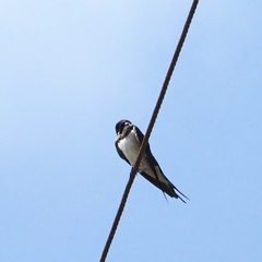 Hirundo rustica
