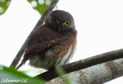 Glaucidium griseiceps
