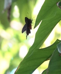 Pachliopta kotzebuea