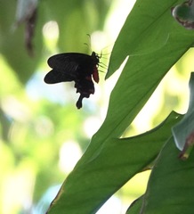 Pachliopta kotzebuea