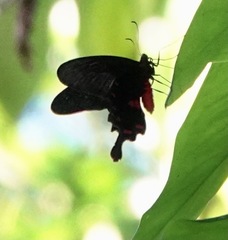 Pachliopta kotzebuea