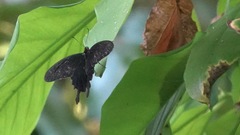 Pachliopta kotzebuea