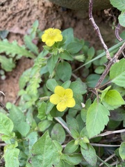 Lysimachia remota