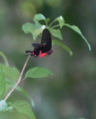 Pachliopta kotzebuea