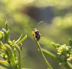 Polymerus elegans