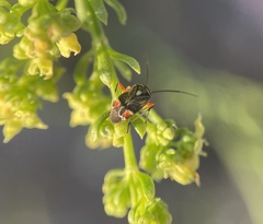 Polymerus elegans