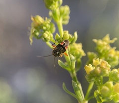 Polymerus elegans