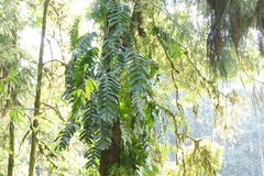 Rhaphidophora
