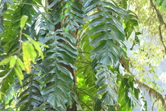 Rhaphidophora