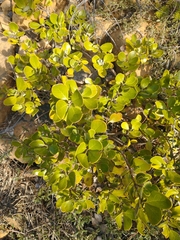 Garrya buxifolia