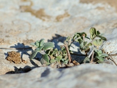 Clinopodium insulare