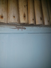 Gehyra mutilata