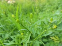 Ranunculus chinensis