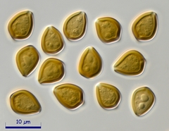 Psilocybe thaiaerugineomaculans