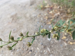 Lespedeza daurica