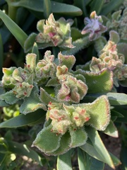 Mesembryanthemum crystallinum