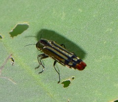 Agrilus catherinae