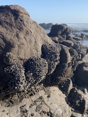 Pollicipes polymerus