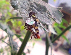 Ischiodon