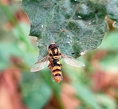 Ischiodon