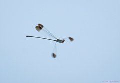 Disparoneura apicalis