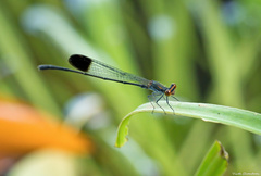 Disparoneura apicalis