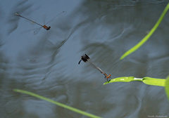 Disparoneura apicalis