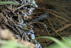 Disparoneura apicalis