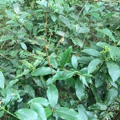 Elaeagnus thunbergii