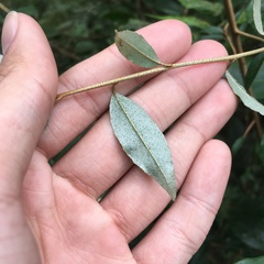 Elaeagnus thunbergii