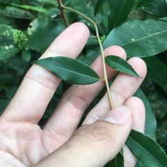 Elaeagnus thunbergii