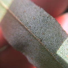 Elaeagnus thunbergii