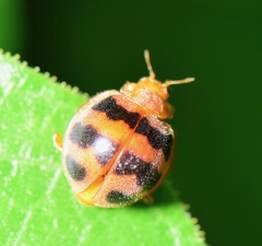 Epilachna discincta